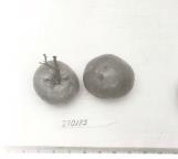 Click for 1 image(s) for this accession. FRUIT